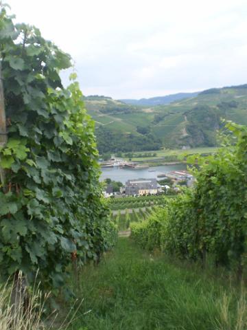 Rennschnecke Mosel 2010 124.JPG